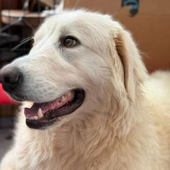 Chicharron - Maremma Sheepdog