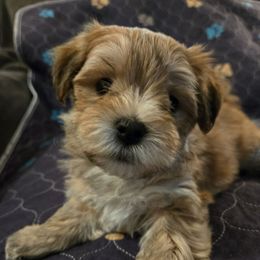 Buddy - White and tan male Morkie puppy in Forest City, Iowa from Weiss's Puppies