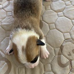 Pembroke Welsh Corgi Puppies from Mesa Acre