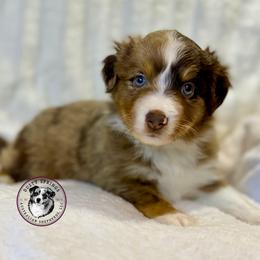 Rusty-red merle boy - Red merle male Miniature Australian Shepherd puppy in East Berlin, Pennsylvania from Dusty Spring Australian Shepherds, LLC