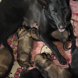 German Shepherds from Tinsley German Shepherds