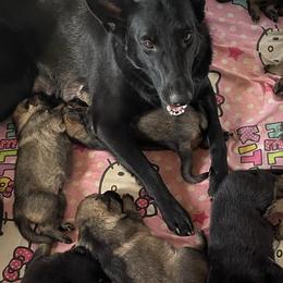 German Shepherds from Tinsley German Shepherds