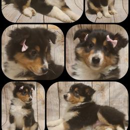 Shetland Sheepdog Puppies from Henotic Homestead's Shetland Sheepdogs