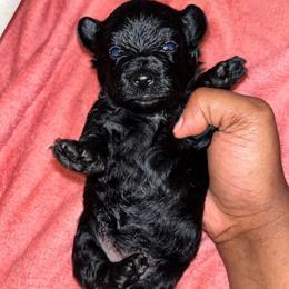 Kanga 2300 - Black female Yorkipoo puppy in Gastonia, North Carolina from Banks Dynasty Kennel