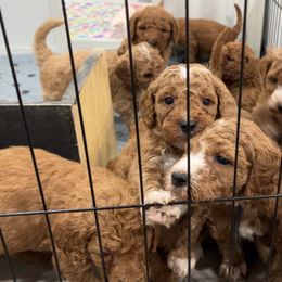 Goldendoodle Puppies from Life_on. Paws