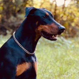 Ruby - Doberman Pinscher