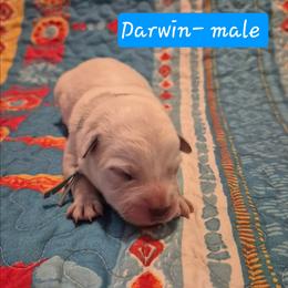 Darwin - Blue male Australian Cattle Dog puppy in Prescott Valley, Arizona from KS Cattle Dogs