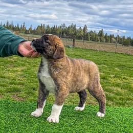 Purple collar - Brindle female Anatolian Shepherd Dog puppy in Spokane, Washington from 4D Cattle Dogs