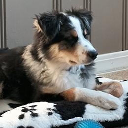 Aussiedoodle and Australian Shepherd Puppies from Dollface Aussies