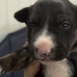 Bull Terriers from Northeast Bull Terriers