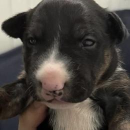 Bull Terriers from Northeast Bull Terriers