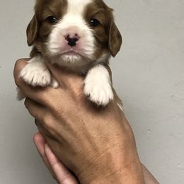 "Male cavalier" Cavalier King Charles Spaniel and Cocker Spaniel Puppies from Encore Cockers