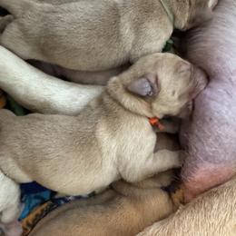 Red collar - Yellow male Labrador Retriever puppy in Hartly, Delaware from Triple Threat Labradors