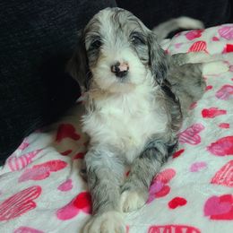 Nova - Aussiedoodle puppy in Suisun City, California from Spandoodles