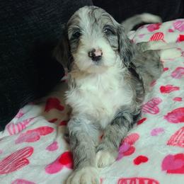 Nova - Aussiedoodle puppy in Suisun City, California from Spandoodles