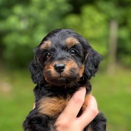 Cookie - Phantom female Goldendoodle puppy in Ranger, Georgia from Muscadine Meadows Poodles and Doodles