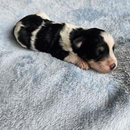 Elizabeth - Parti female Miniature Schnauzer puppy in Crosby, Texas from Raisin' the Woof Schnauzers