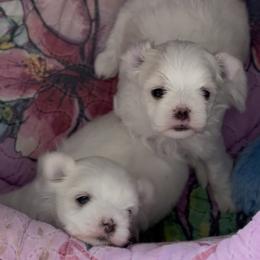 Maltese puppies from Arc-en-Ciel Biewers & Maltese