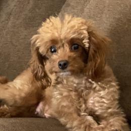 Lucy - Poodle
