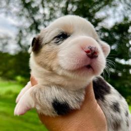 Sacagawea - Blue merle and white female Cardigan Welsh Corgi puppy in Lebanon, Pennsylvania from Long Acre Farm