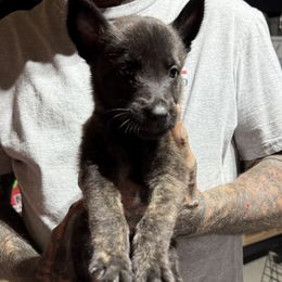 Girl5 - Black brindle male Dutch Shepherd puppy in Watertown, Connecticut from APACHE CANINE