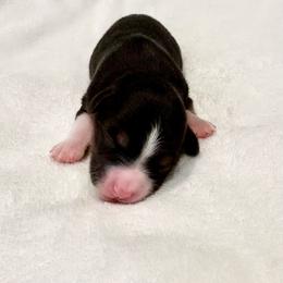 JET - Black tri male Miniature American Shepherd puppy in Bixby, Oklahoma from Roeboat Aussies