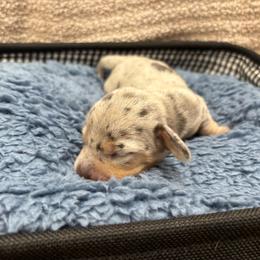 Manicotti - Dapple male Dachshund puppy in Scottdale, Pennsylvania from Our Sweet Dachshund Farm
