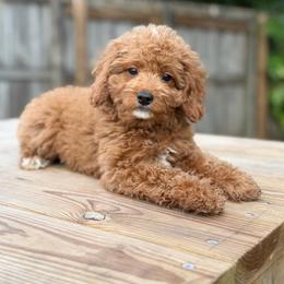 Cedar - Red  male Goldendoodle puppy in Palmetto Bay, Florida from SOMIDOODLES