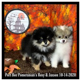 Pomeranian Puppies from Port Bee Pomeranian’s