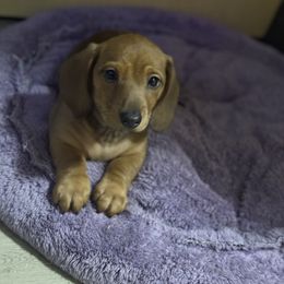Poppy - Red female Dachshund puppy in Centralia, Washington from FairyTail Dachshunds