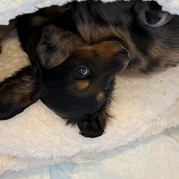 Dachshund Puppies from Birkin’ Paws