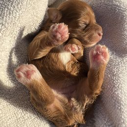 Titania - Wheaten female Miniature Schnauzer puppy in Menifee, California from Moonshine’s Minis