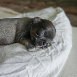 Shihpoo and Shih Tzu Puppies from The Luckie Puppy