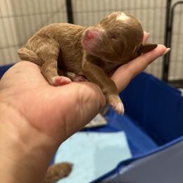 Goldendoodle Puppies from The Doodle House