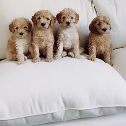 Goldendoodle Puppies from Pitter Patter Puppies