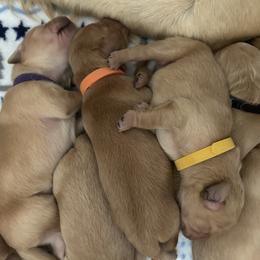 Orange Collar - Male 3 - Golden male Golden Retriever puppy in Bonanza, Oregon from Gold 'N Dust Ranch