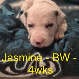 Jasmine - White and liver brown Dalmatian puppy in Sylvania, Georgia from Dipping Dot Dalmatians