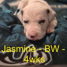 Jasmine - White and liver brown Dalmatian puppy in Sylvania, Georgia from Dipping Dot Dalmatians
