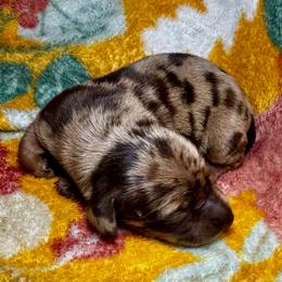 Girl 2 chocolate dapple - Dapple female Dachshund puppy in Martin, Georgia from Painted Paws Kennel