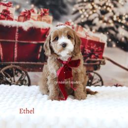 Ethel - Apricot female Australian Labradoodle puppy in Hurricane, Utah from Red Desert Doodles