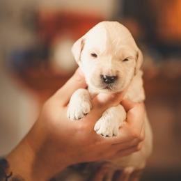 Helios - Cream male Goldendoodle puppy in Portsmouth, Virginia from Hopping Howlers Ranch