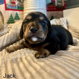 Jack - Black and tan male Dachshund puppy in Aiken, South Carolina from State Eight Dachshunds
