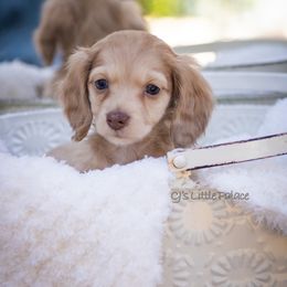 Stitch - Dapple male Dachshund puppy in Excel, Alabama from CJ’s Little Palace