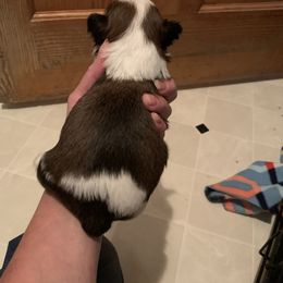 Shih Tzu Puppies from Dorothy Agrippino's Shih Tzus