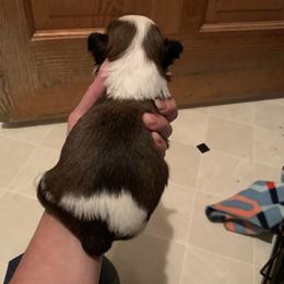 Shih Tzu Puppies from Dorothy Agrippino's Shih Tzus