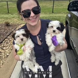 Morkie Puppies from McCormack Morkies