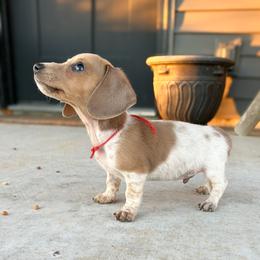 Bo - Piebald male Dachshund puppy in Marvell, Arkansas from Hat Creek Kennel