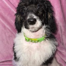 Cupid - Parti male Poodle puppy in League City, Texas from Chauffeured Poodles