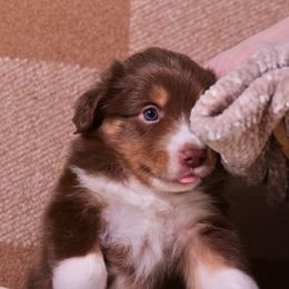 Malibu - Red tri male Miniature Australian Shepherd puppy in Lehigh Acres, Florida from West Coast Mini Aussies