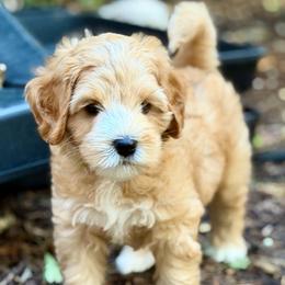 Cora - Apricot female Australian Labradoodle puppy in Mount Gilead, North Carolina from Tillery Labradoodles